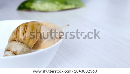 Snail Achatina fulica is crawling on a plate. A giant snail looks out from a white plate