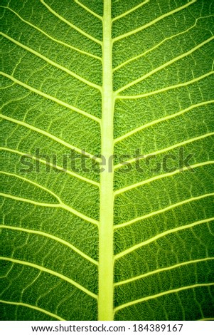 texture of leaf(vignette style)