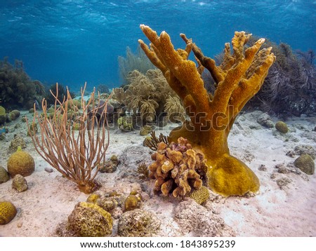 Caribbean coral reef off the coast of the island of Bonaire