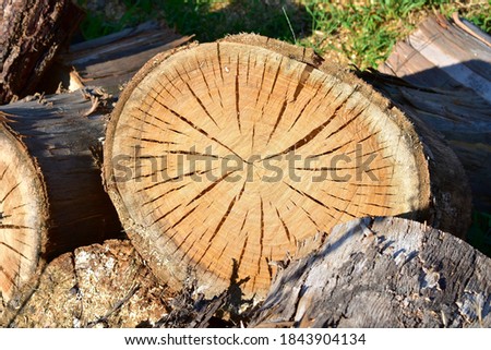 Pine tree cut wood background. Wood texture with sunlight.