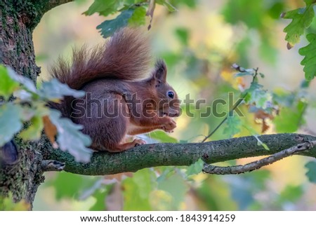 Cute and hungry Red Squirrel (Sciurus vulgaris) eating a nut on a branch in a tree. Autumn day in a deep forest in the Netherlands. 