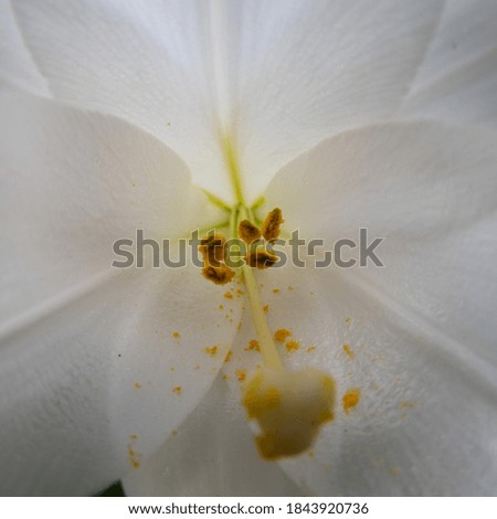 Macro of a yellow pollen inside a white flower