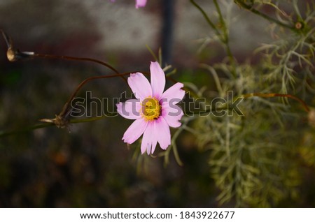 Mixed pics beautiful pink cosmos in natural backdrop blooming close up petals. Close up bright floral of summer in field.