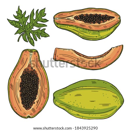 A set of papaya fruits in various forms. Whole and sliced fruit with leaves on a white background. Color doodle style.