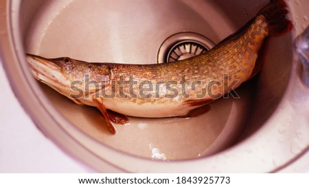 one big caught pike fish in the kitchen sink                             