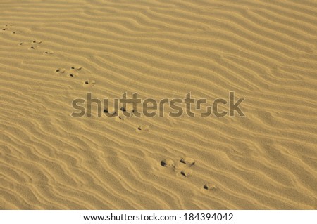 Some foot marks of a rabbit going across golden colored sand texture.