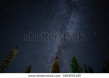 Night Sky - Stars, Milky way and Trees.