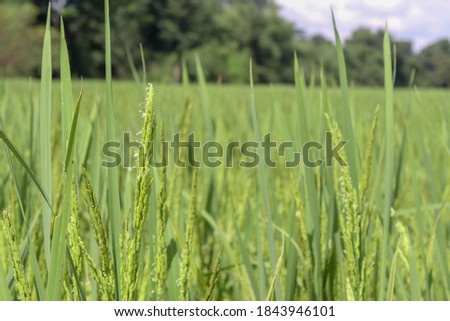A close-up photo of the green rice plant.