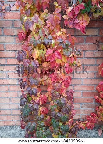 Autumn leaves of a creeper, macro of autumn leaves of wild grapes, colorful leaves of a creeper as a background for the fall season. Background for the screen. Colored leaves. A wild grape plant desce