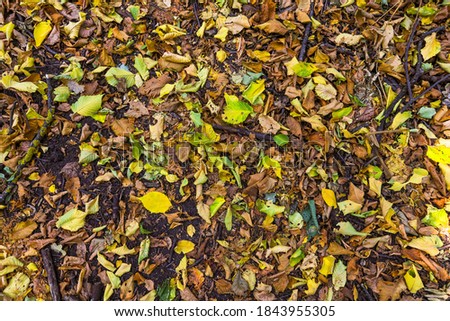 texture of yellow fallen leaves. autumn background.