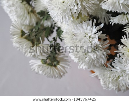 Close-up and soft selective focus of a chrysanthemum with a white flower, chrysanthemums are flowering plants from the genus of chrysanthemums of the Compositae family, the background is a floral