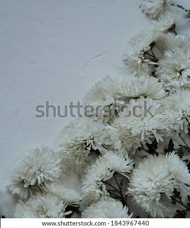 Congratulatory floral background with place for text. White chrysanthemums on a light gray background