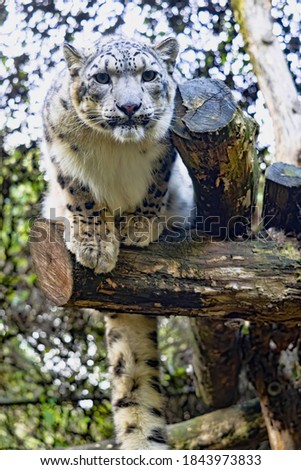 Female Snow leopard, Panthera uncia, watching the prey intently