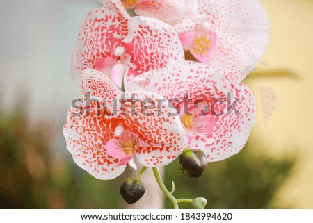 Close up orchidaceae or orchid flower blurry background. White orchid flower with red spots. Can be used as summer background
