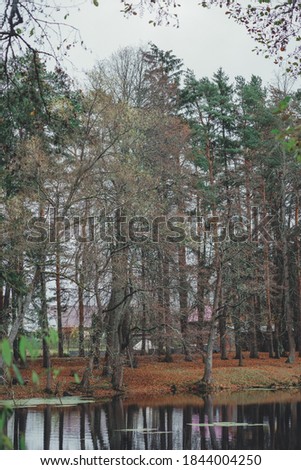 Natural background, landscape. Walk along the shore of a beautiful pond lake in a pine forest. Country life. Ecology and life outside the city. Soft focus, toning and stylization of the photo.