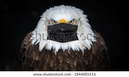Eagle is wearing a medical mask against Covid-19. Close-up.