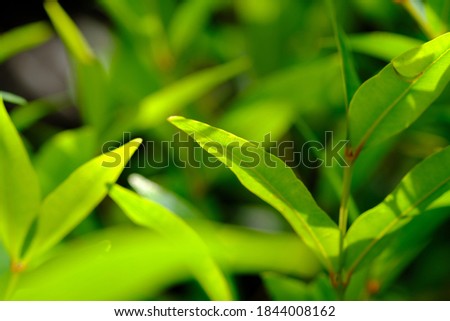 Close up of tropical tree leaves with blur background. macro photography. This image is suitable for use as a background or wallpaper. fresh green leaves. bokeh background. blurred photo. fresh green.
