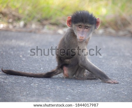 Cape Baboon (Chacma Baboon) in Southern Africa 
