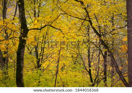 Close-up of the maple, birch and other deciduous trees with colorful green, yellow, red, orange leaves. Gauja river valley, national park in Sigulda, Latvia. Autumn colors, fall season, seasons