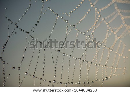 spiders web with dew drops 