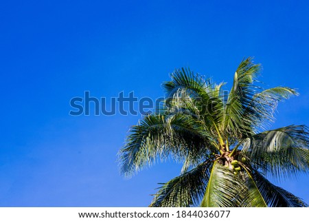 Fluffy palm tree on blue sky background. Idyllic paradise landscape. Coco palm tree banner template with text place. Tropical island seaside bounty view. Exotic place for summer vacation