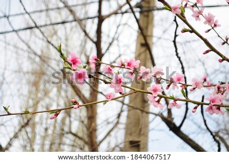 beautiful spring flowers on blooming trees on a blurred background, Blossom tree over nature background, pink flowers with blue sky, horizontal image with soft focus and copy space