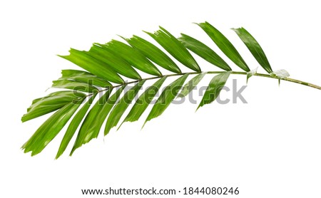 Macarthur palm leaves, Tropical foliage isolated on white background with clipping path