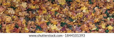 panorama of varicoloured wet fallen leaves. colorful vivid yellow leaves.