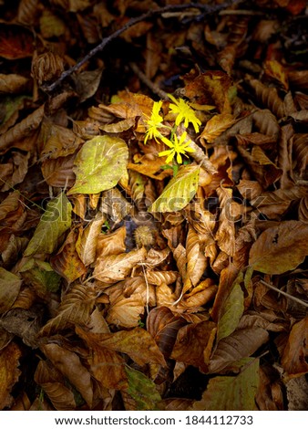 The fallen leaves in the autumn 