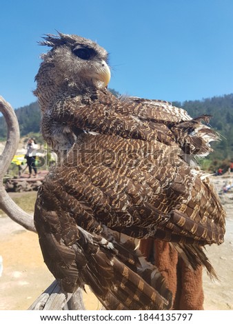 A beautiful capture of an Owl at Dieng Mountain