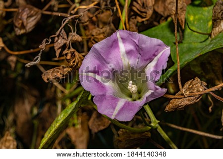 A closeup picture of a purple flower. Brown leaves in the background. Picture from Malmo, southern Sweden