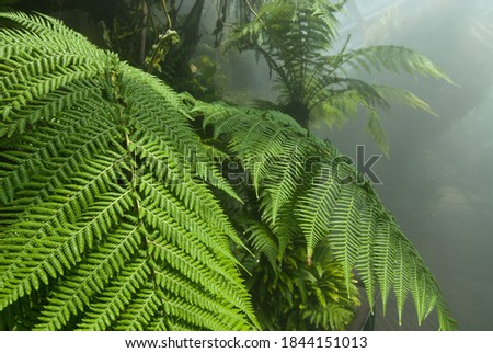 Green Bracken leaves in foggy tropical rainforest greenhouse Royalty-Free Stock Photo #1844151013
