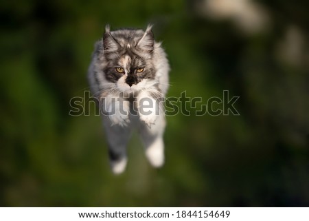 young tortoiseshell white maine coon cat outdoors in nature jumping on green background