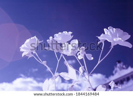 Infrared flowers with a deep blue sky, Titania Style