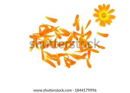 Petals of a calendula plant on a white background.