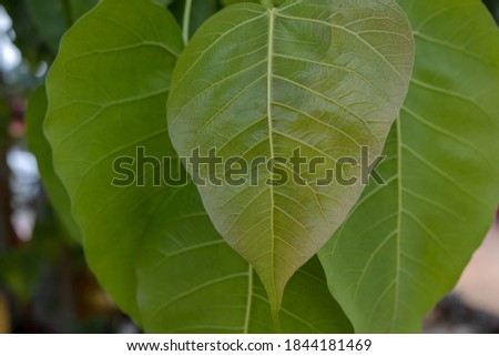 Green Bodhi leaves on the tree