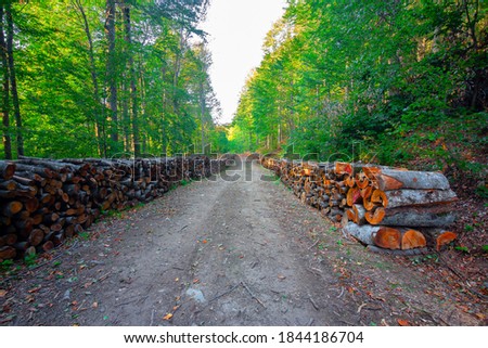 Image of cut wood on forest and mountain road. Pieces of wood prepared for the winter. Firewood stacked by the roadside. It's autumn time. Domanic, Kutahya. Turkey.