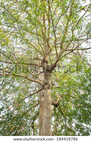 Tamarind tree in dry season of thailand