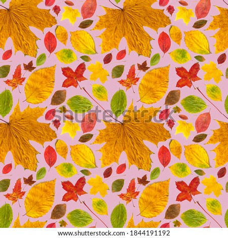 Pattern autumn leaves different types on a pink background.