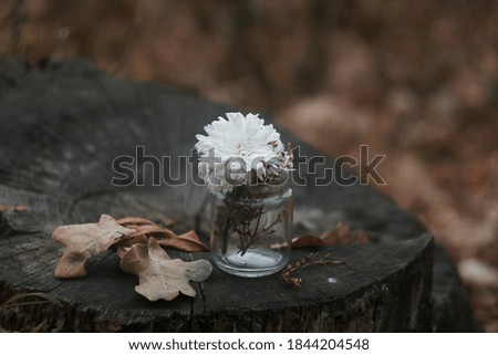 photo of chrysanthemums in a vase on a stump