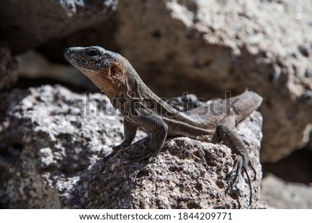 Small brown lizard taking a warm sun-bath on the sunny rocks Royalty-Free Stock Photo #1844209771