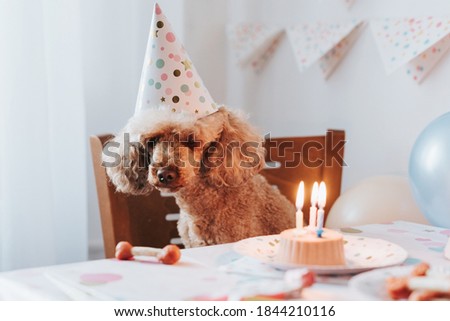 apricot poodle dog celebrates its birthday with cake, bones and candles