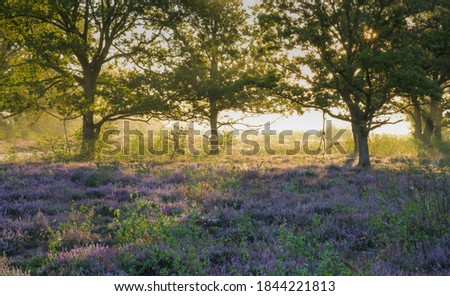 Trees on the heathland backlit by the rising sun. Royalty-Free Stock Photo #1844221813