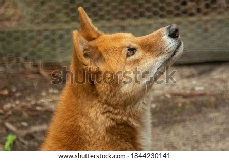 A profile picture of a ginger dingo dog (Canis lupus dingo) in Victoria, Australia
