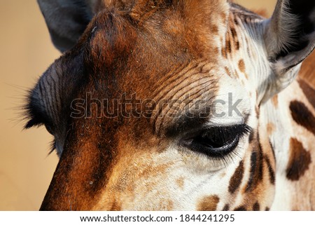 Rothschild giraffe (Giraffa camelopardalis rothschildi). Close up of the eyes of a Rothschild giraffe. Space for text. Royalty-Free Stock Photo #1844241295