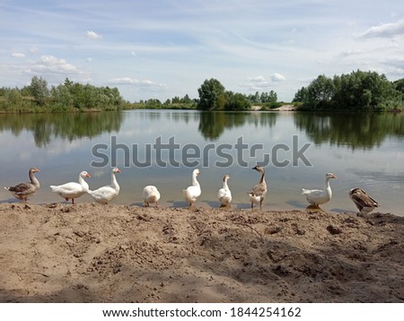 A flock of geese on the lake in summer. A watering place for birds. Wildlife concept