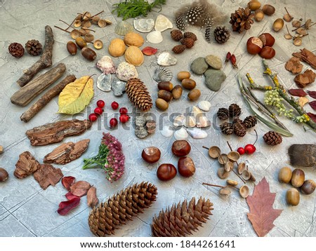 Natural material from the forest, on a gray background, for children's creativity Royalty-Free Stock Photo #1844261641