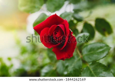 Close up of blooming beautiful red rose bud in the garden during summer time. Red flower and blurred green garden.