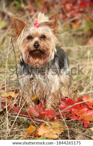 Adorable Yorkshire Terrier looking at you