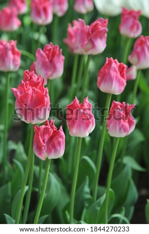 Pink Coronet tulips (Tulipa) Crown of Dynasty bloom in a garden in April 2019 Royalty-Free Stock Photo #1844270233